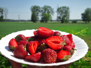 Background of whole strawberries in white plate close up on nature background with blue sky