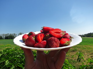 Background of whole strawberries in white plate close up on nature background with blue sky
