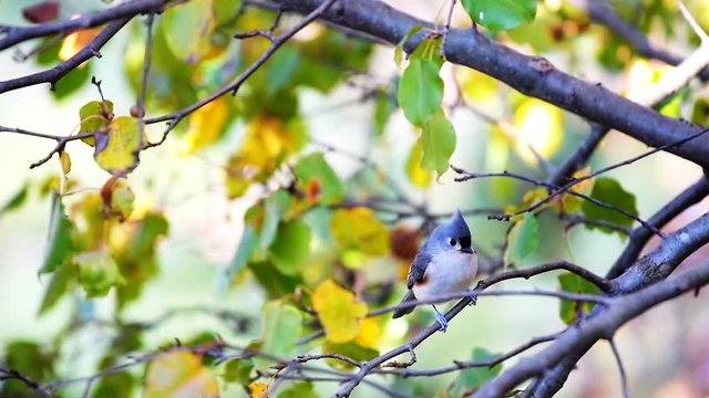 One cute tufted titmice titmouse tit bird perched on cherry tree branch in autumn in Virginia with bokeh of foliage in slow motion