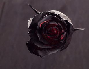 Black red rose on black background
