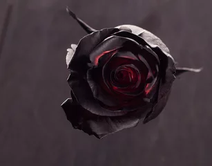 Poster Black red rose on black background © erik