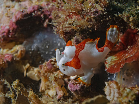Clown frogfish baby, Junger Warzen-Anglerfisch (Antennarius maculatus)