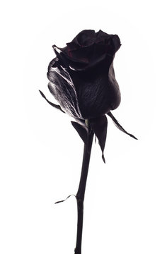 Black rose on white background