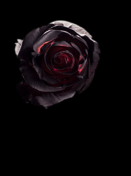 Blackened Rose on black background