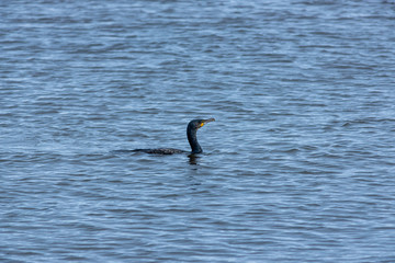 Cormorant on the surface of a river after diving