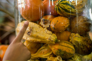Colorful variety gourds and pumpkins in a jar
