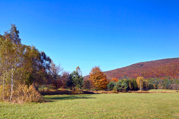 Fototapeta premium Trees in fall colors in a green grassy field in sunlight of autumn.