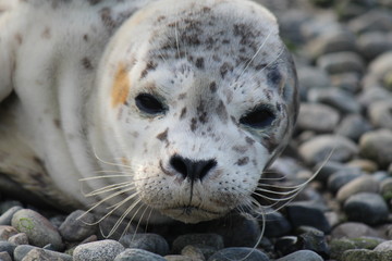 seal on beach