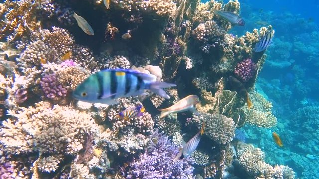 tropical fish feed on a coral reef in the Red sea