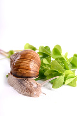 Helix pomatia.Garden snail isolated on white background.Grape snail.