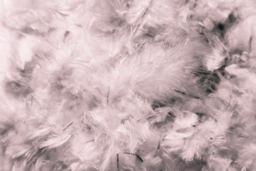 Beautiful abstract colorful pink and purple feathers on dark background and soft white red feather texture on white pattern