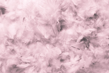 Beautiful abstract colorful pink and purple feathers on dark background and soft white red feather texture on white pattern
