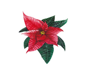 Hand drawn Euphorbia pulcherrima, Poinsettia in watercolor