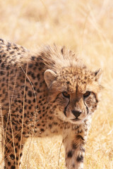 chetaah walking in dry grass toward camera - series of cheetah
