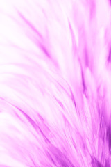 Beautiful abstract colorful pink and purple feathers on dark background and soft white red feather texture on white pattern