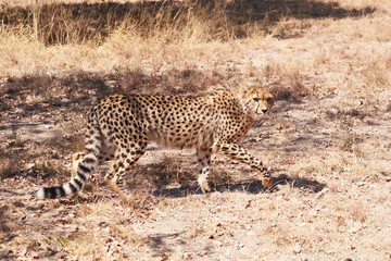 chetaah walking in dry grass facing camera - series of cheetah