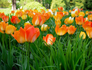 Orange and yellow tulips in green grass on a sunny day close up with blurry background. Beautiful natural floral tulip field wallpaper.