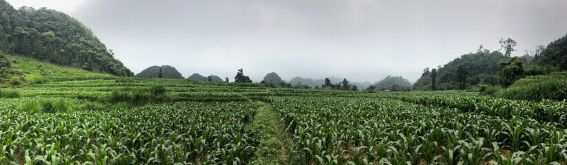 Fototapeta na wymiar green corn field at Ha Giang province North Vietnam, mountains and clouds