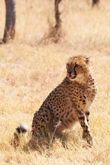 chetaah sitting in dry grass facing camera - series of cheetah