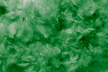 Naklejka na ściany i meble Beautiful abstract colorful white and light green feathers on dark background and soft white blue feather texture on white pattern