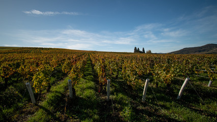 Fototapeta na wymiar Des vignes dans un paysage d'automne