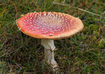 fly agaric mushroom