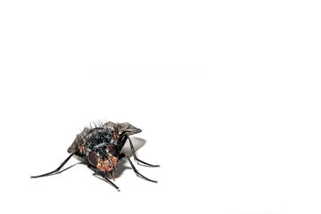 fly on a white background