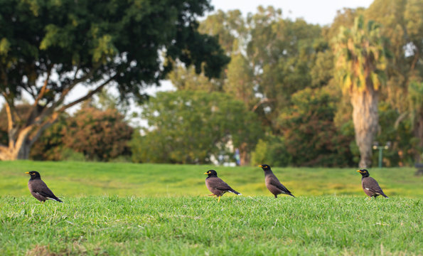 common myna birds on the grass background