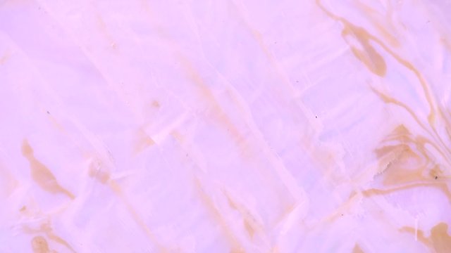 Pink shell background