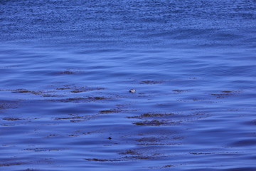 Seal with its head just above the water close to shore on a bright sunlit morning