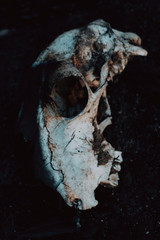 Close up of Burned goat skull in a fire full of ashes, Death of an animals