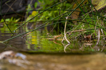 Streams, rivers and waterfalls of mountain forests in the vicinity of Gelendzhik.