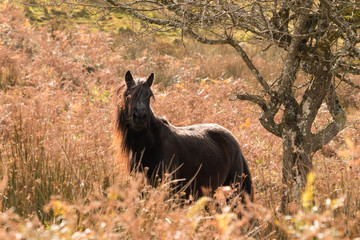 Caballo pura sangre salvaje en el monte