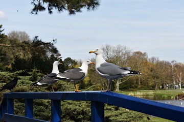 Seagulls standing on a blue wooden railing in the park.  Gulls or Seagulls are seabirds of the family Laridae.