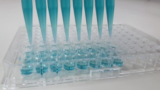 pipetting a blue liquid into a micro titer plate using a multi channel pipette