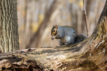Eastern grey squirrel taken on a fall background of golden leaves, in Quebec, Canada.
