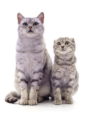 Obraz premium Cat with kitten.