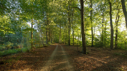 Fototapeta premium La Forêt du Mesnil / Bretagne / France