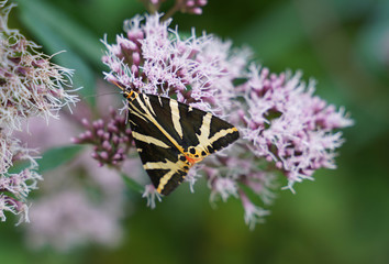 Schmetterling
