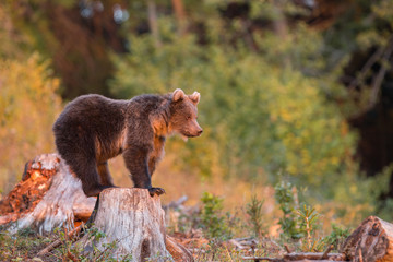 Wild Brown Bear (Ursus arctos) . Natural habitat. Slovakia