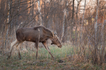 Young Moose bull (Alces alces)
