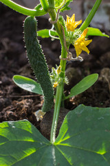 A young cucumber ripens in the greenhouse, backlighting