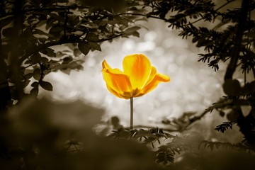 Yellow tulip soul in black white for peace heal hope. The flower is symbol for power of life and mind strength beyond grief death and sorrows. Also symbolizes healing of stress or burnout