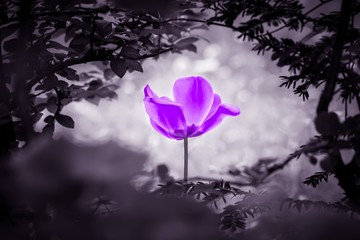 Purple tulip soul in black white for peace heal hope. The flower is symbol for power of life and...