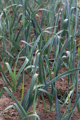 beds with garlic