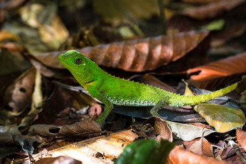 Hump Snout Lizard or Lyre Head Lizard (Lyriocephalus scutatus) This species is endemic to Sri Lanka.