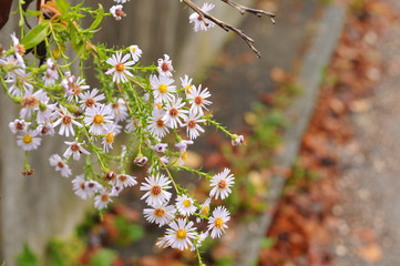 branch of a flowering aster shrub in autumn