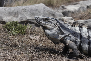 Ctenosaura similis, black spiny-tailed iguana native to Mexico with red mouth after eating showing...