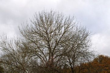 canopy of a leafless tree in autumn