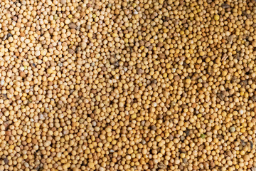 A lot of mustard seeds is ready for being seyed on the ground in a vegetable garden as a fast growing green manure and effectively suppress weeds